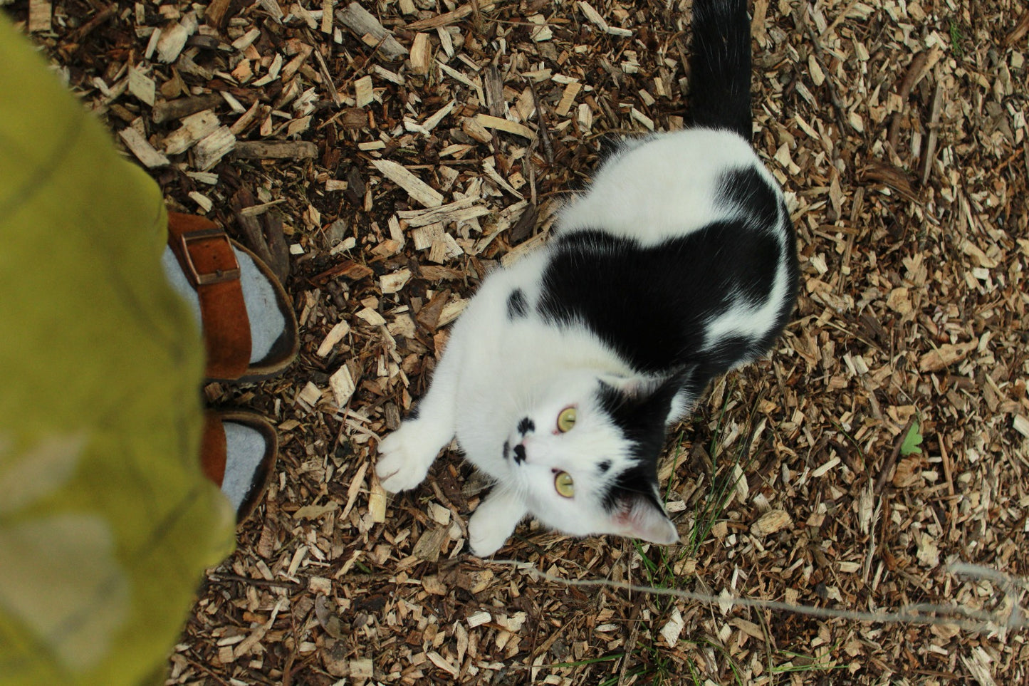 Tender Hooks Gift Card